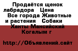 Продаётся щенок лабрадора › Цена ­ 30 000 - Все города Животные и растения » Собаки   . Ханты-Мансийский,Когалым г.